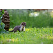 Kuna díry v zahradě: Jak zvířata poznat a šetrně vyhnat